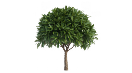 Lush green leafy tree with textured brown trunk isolated on a transparent background foliage