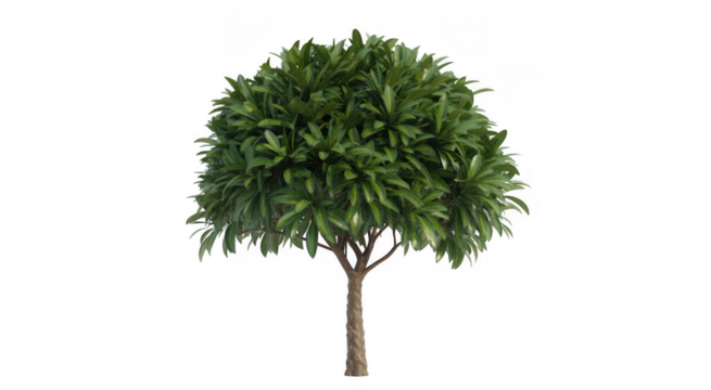 Lush green leafy tree with textured brown trunk isolated on a transparent background foliage