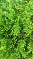 Beautiful view of arborvitae or thuja plant