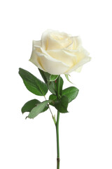 Fototapeta premium Beautiful rose flower on white background