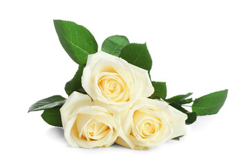 Beautiful rose flowers on white background