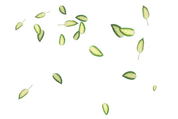 Green Leaves Overlays &ndash; Natural Foliage Transparent Overlay Effects
