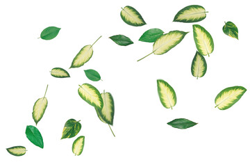 Green Leaves Overlays – Natural Foliage Transparent Overlay Effects
