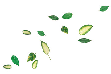Green Leaves Overlays &ndash; Natural Foliage Transparent Overlay Effects