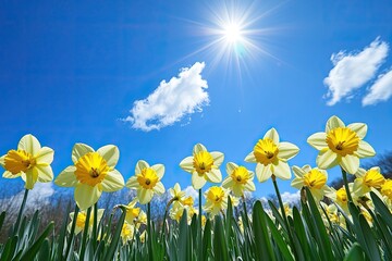 A vibrant field of yellow daffodils under a clear blue sky, with fluffy white clouds scattered across the expanse.