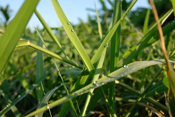 Close-up of fresh green grass blades with water droplets in the morning sun