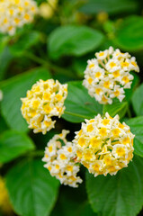 A delicate bouquet of small yellow and white flowers on a bed of green leaves, basking in the sunlight. A gentle reminder of nature's simple beauty.