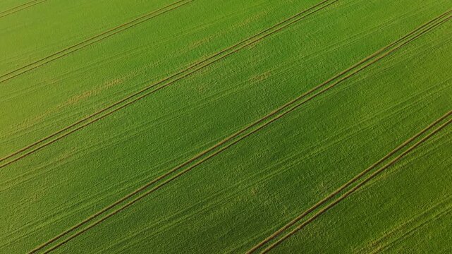 Top-down drone moves slowly above green farmland in cinematic spring light