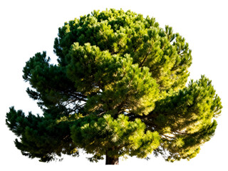 A lush green coniferous tree with dense foliage and a broad canopy, isolated on a white background.