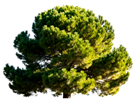 A lush green coniferous tree with dense foliage and a broad canopy, isolated on a white background.