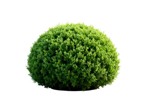 A neatly trimmed, spherical green bush isolated on a white background