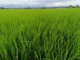 picture of lush green rice fields