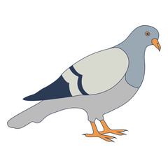 Pigeon Cartoon Character. Isolated Vector Illustration.