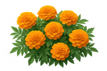 Orange cempasúchil marigold flowers blooming, representing traditional mexican cultures, dia de los muertos and autumn