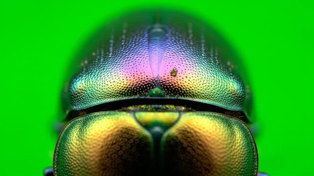 Macro Shot of a Jewel Beetles Iridescent Exoskeleton on a Green Background.