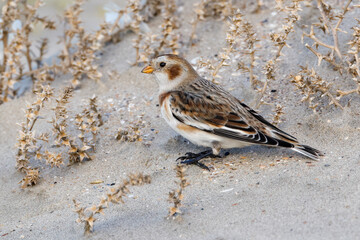 snow bunting