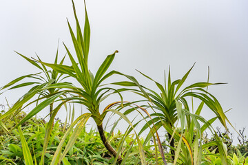 Freycinetia arborea, or ʻIeʻie, is a densely branched, brittle, woody climber in the family Pandanaceae. Mauʻumae Ridge Trail (Puʻu Lanipō), Oahu, Hawaii. Koʻolau Range, shield volcano. 