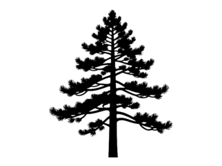 Silhouette of a coniferous tree with detailed branches and needles