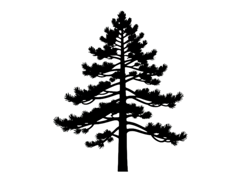 Silhouette of a coniferous tree with detailed branches and needles