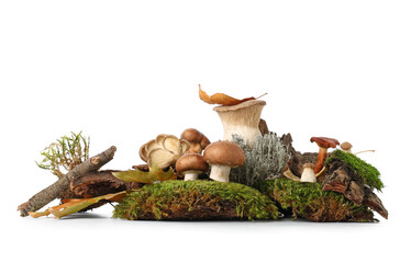 Tree bark, dried leaves, moss and fresh mushrooms isolated on white background, closeup