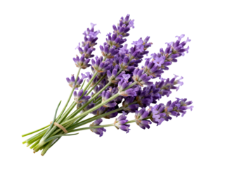 Bunch of fresh lavender flowers with purple blooms and green stems tied together, isolated on white background