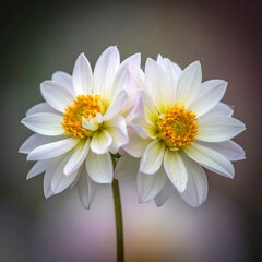 Fototapeta premium Close-up of two white and yellow flowers with multiple petals blooming on a single stem. The background is soft-focused