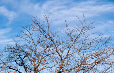 Winter branches reach towards a bright blue sky in a serene landscape