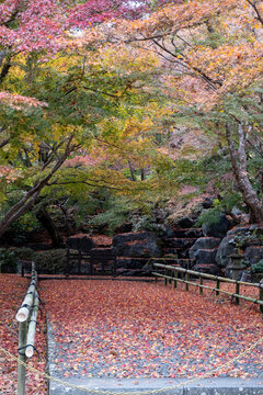 Autumn leaves cover a path in a tranquil garden with vibrant trees in full color during a peaceful afternoon