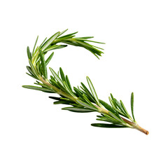 Fototapeta premium Fresh rosemary sprig isolated on white background