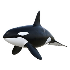 Realistic Orca Killer Whale Isolated on White Background
