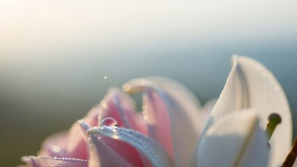 Close-up of delicate pink flower petals adorned with sparkling water droplets under soft morning light, showcasing nature's beauty.
