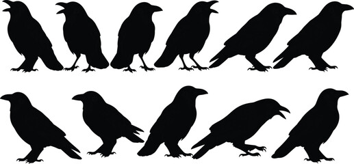“Detailed black crow bird silhouette collection featuring standing and perching raven poses perfect for wildlife illustration, vector design, and creative projects”
