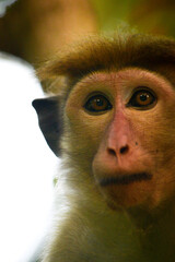 Fototapeta premium Female toque macaque