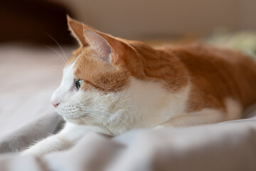 気になって見つめる猫の視線　茶トラ白