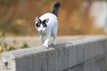 堤防を歩く可愛い野良猫	