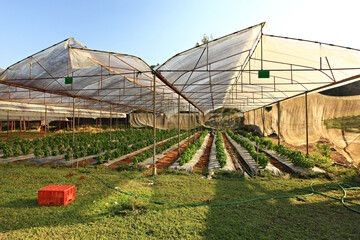 Greenhouse for growing vegetables from the Royal Project for study and data collection, Ban Mae Sapok, Mae Wang, Chiang Mai Province, Thailand