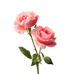 Vibrant Pink Blooming Roses Stem on White Background