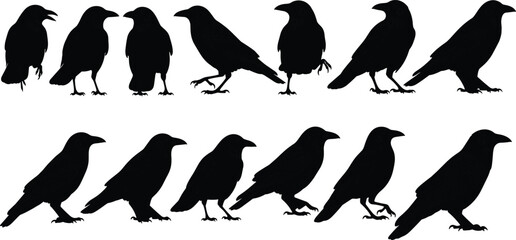 Fototapeta premium Silhouette collection of standing and walking crows showcasing detailed bird shapes, wildlife poses, and natural raven illustrations for creative vector design projects.