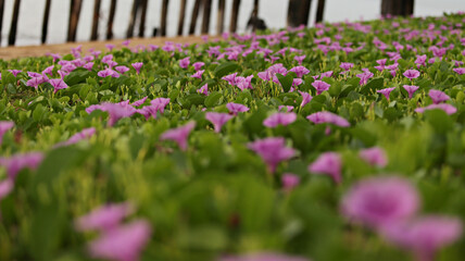 Sea morning glory flowers bloom at the wooden pier bridge. Thap Sakae Beach Prachuap Khiri Khan Province, Thailand