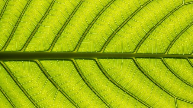 Close-up of green leaf veins, backlit for a luminous, detailed texture effect.