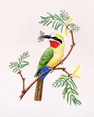 bird on a branch