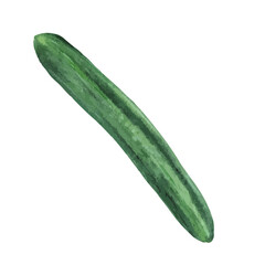Watercolor Vegetables - cucumber