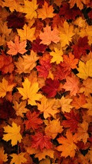 Fototapeta premium Autumnal Symphony of Maple Leaves A Tapestry of Warm Hues Capturing the Essence of Fall Season with a Rich Palette of Red Orange and Yellow