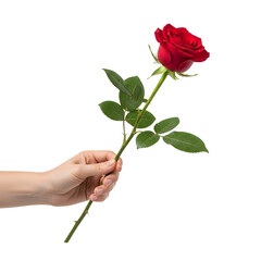 Hand holding a single red rose on a white background