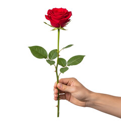 Hand holding a single red rose with green leaves