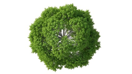 Overhead view of a lush green deciduous tree isolated on a white background