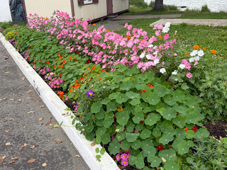 Nasturtium, Lavatera, Daisies and Asters in a Flower Bed. Simple Gardening Concept. Handmade Phone Photo, Selective Focus, No AI