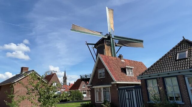 Frisian horses in Friesland the Netherlands