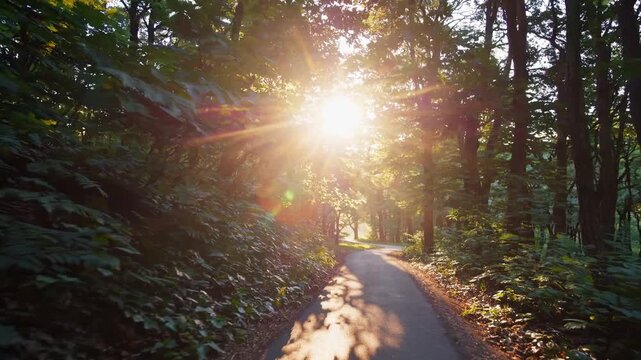 A winding path leads through a lush forest, where golden sunlight filters through the vibrant green leaves. The serene atmosphere invites exploration and appreciation of nature's b