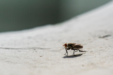Small insect, possibly a fly or beetle, walking on a light textured surface.